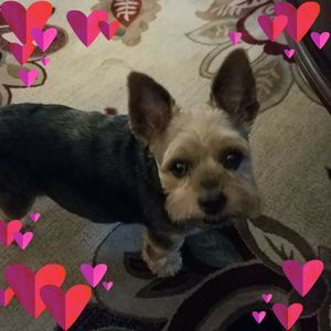 Meet your Posher, Paula